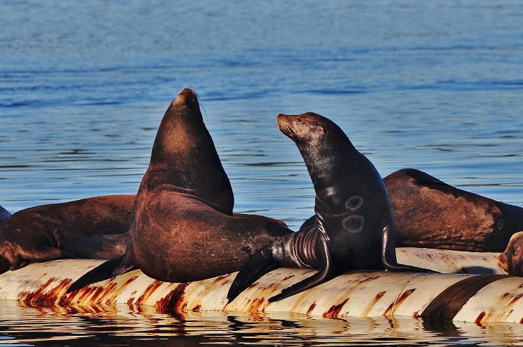 harbor sea lions